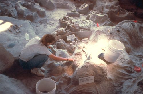 A paleontologist carefully excavates fossils in a sandy site, surrounded by tools and buckets.