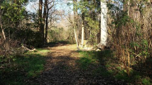 A serene forest path lined with trees, featuring a bench in the distance, dappled sunlight filtering through the leaves.