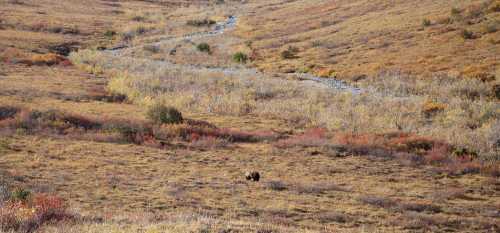 A vast landscape with a winding stream and a bear in a grassy area surrounded by autumn foliage.