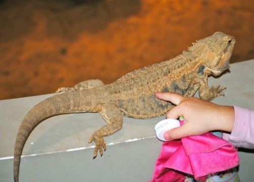 A bearded dragon lizard on a surface, with a child's hand reaching out to touch it, holding a pink cloth.