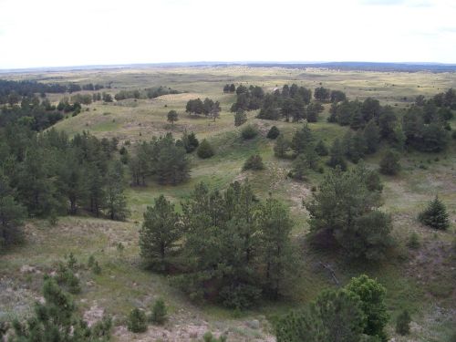 A panoramic view of rolling hills covered with green grass and scattered pine trees under a cloudy sky.