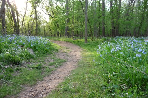 A winding dirt path through a lush green forest, bordered by blooming blue flowers and sunlight filtering through trees.