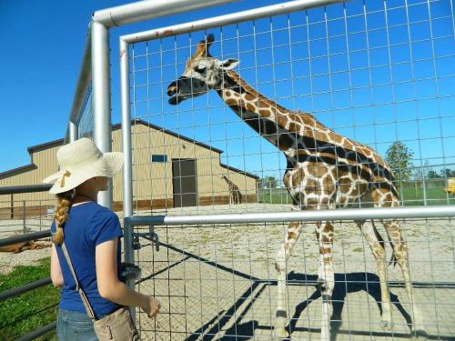A person in a hat stands by a fence, looking at a giraffe in a zoo setting under a clear blue sky.