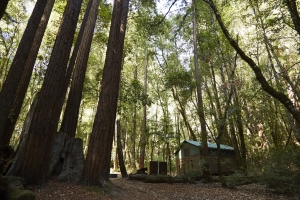 A serene forest scene with tall redwood trees and a small cabin nestled among the greenery. Sunlight filters through the leaves.