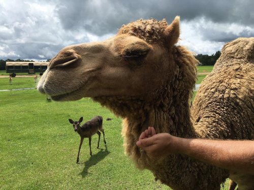A close-up of a camel being petted, with a deer in the background on a grassy field under a cloudy sky.