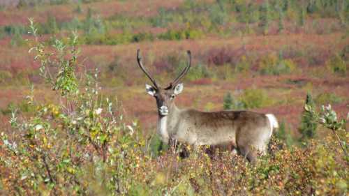 A caribou stands in a colorful autumn landscape with vibrant foliage in the background.