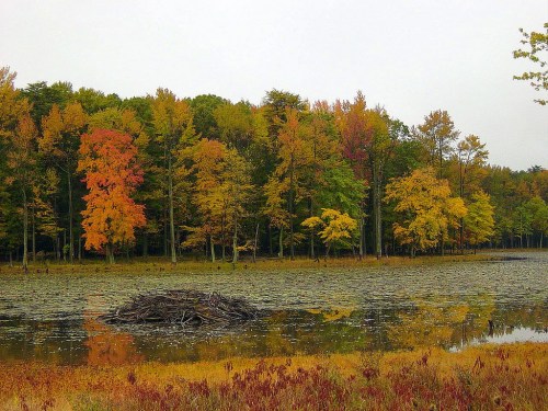 A serene pond surrounded by vibrant autumn trees, reflecting colorful foliage in calm water.