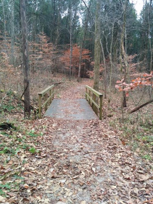 A wooden bridge over a path surrounded by trees and fallen leaves in a tranquil forest setting.