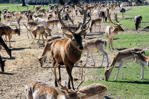 A large group of deer grazing in a sunny field, with a prominent stag in the foreground and many others in the background.
