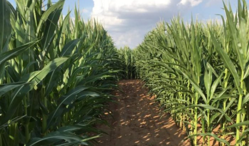 A narrow path between tall corn plants under a blue sky with scattered clouds.