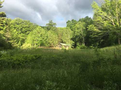 A serene landscape featuring a grassy field surrounded by trees, with a small cabin in the distance under cloudy skies.
