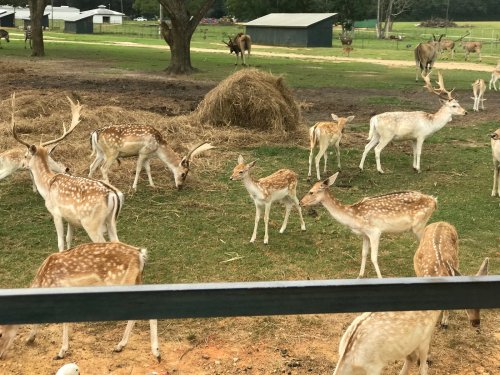 A group of deer, including fawns, grazing in a grassy field with hay bales and trees in the background.