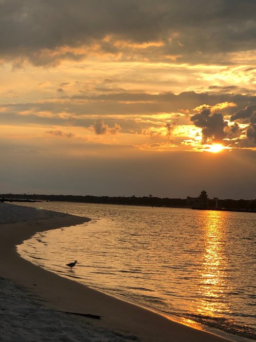 A serene beach at sunset, with golden light reflecting on the water and a bird walking along the shore.