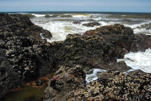Waves crash against rocky shore covered in barnacles, with a cloudy sky above and ocean in the background.