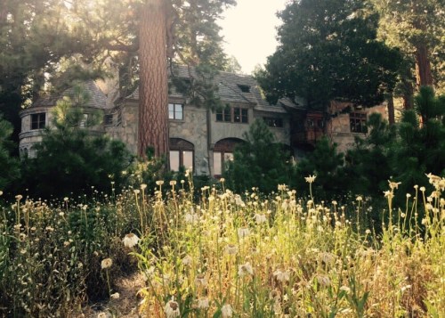 A stone house surrounded by tall trees and wildflowers in a sunlit forest setting.