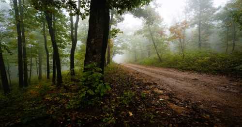 A misty forest path lined with trees, creating a serene and tranquil atmosphere.