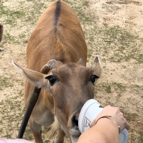 A close-up of a cow curiously approaching a person holding a cup. The background is sandy with some grass.