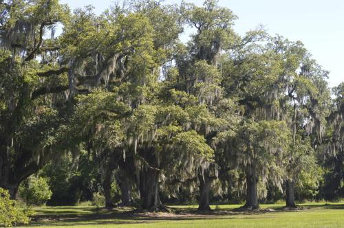 A row of large trees draped with Spanish moss in a sunny, green landscape.
