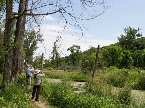 Two people observe nature by a lush, green wetland, surrounded by trees and a clear blue sky.