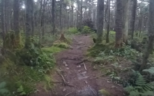 A winding dirt path through a lush, green forest with tall trees and ferns on either side.