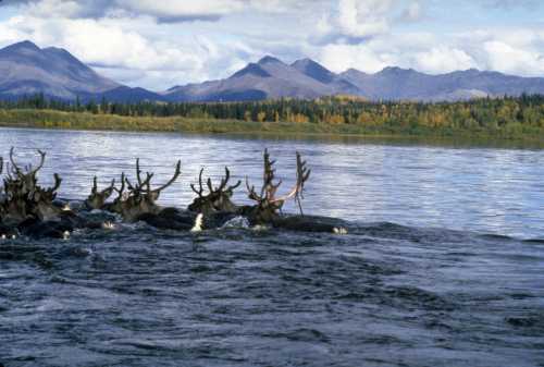 A group of moose swimming in a river with mountains and trees in the background under a cloudy sky.