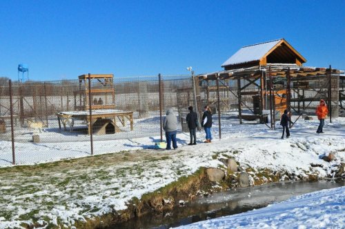 Visitors explore a snowy animal enclosure with wooden structures and a clear blue sky in the background.
