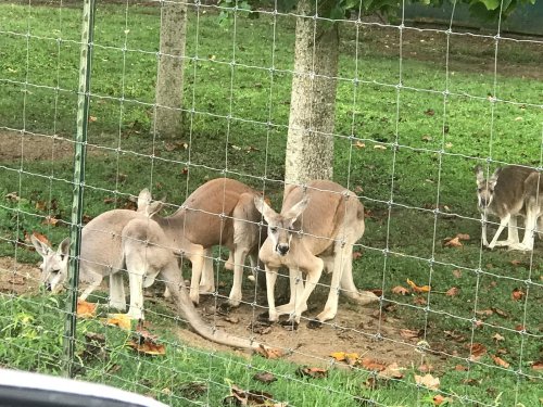 A group of kangaroos grazing near a fence in a grassy area with scattered leaves.