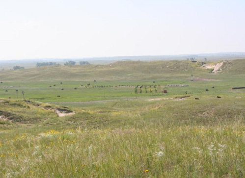 A wide, grassy landscape with rolling hills and a herd of cattle grazing in the distance under a clear sky.
