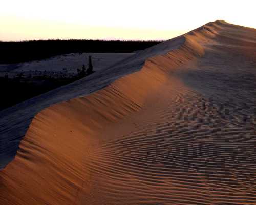 A close-up of a sand dune at sunset, with soft shadows and ripples in the sand, against a backdrop of trees.