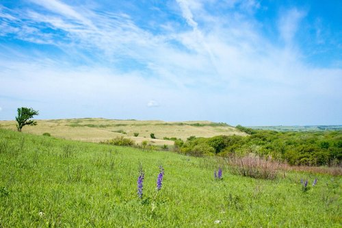 A serene landscape featuring rolling green hills, scattered trees, and purple wildflowers under a bright blue sky.