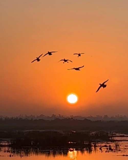 Silhouetted birds flying against a vibrant orange sunset over a tranquil landscape.