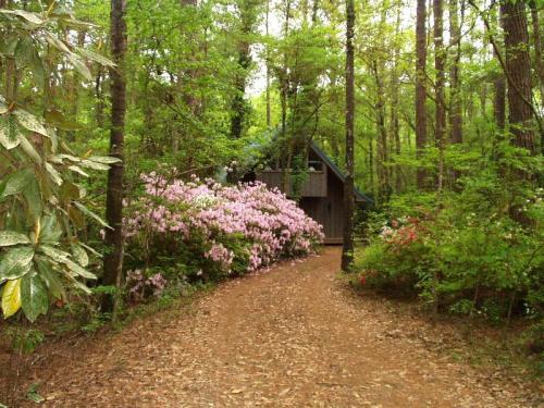 A winding dirt path leads through lush greenery and blooming pink flowers to a cozy cabin in the woods.