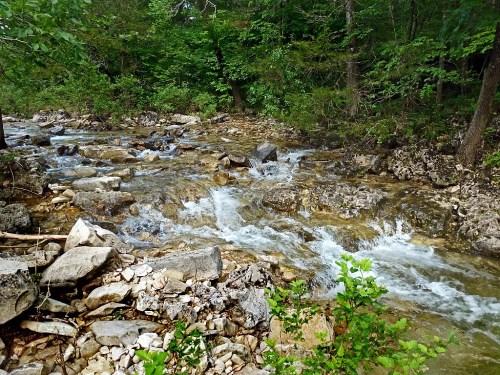 A flowing stream with clear water over rocky terrain, surrounded by lush green trees and foliage.