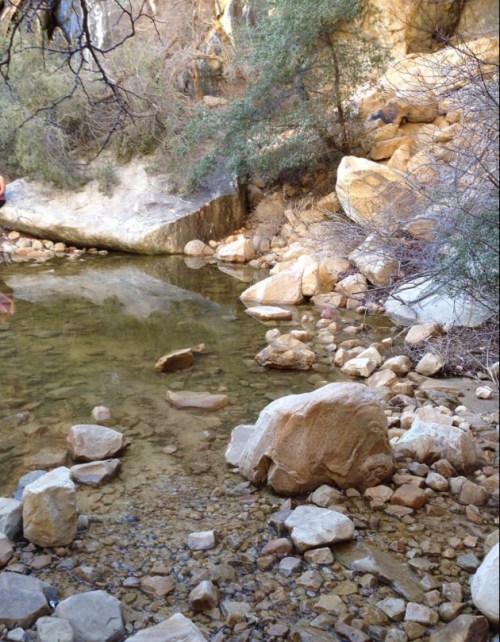 A serene natural scene featuring a shallow pond surrounded by rocks and sparse vegetation.