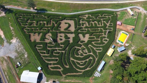 Aerial view of a corn maze shaped like a logo with "WSB TV" and a smiling character, surrounded by fields and a road.