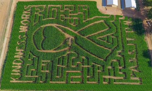 Aerial view of a corn maze featuring the words "Kindness Works" and a large ribbon design carved into the crops.