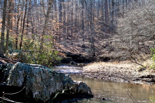 A serene forest scene featuring a calm stream, rocky banks, and trees with sparse leaves in early spring.