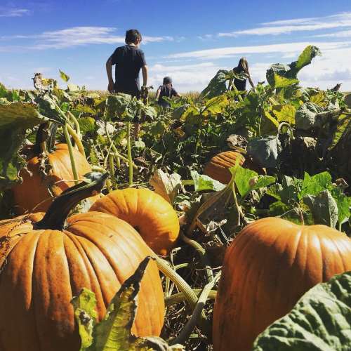 A field of pumpkins with people walking in the background under a clear blue sky.