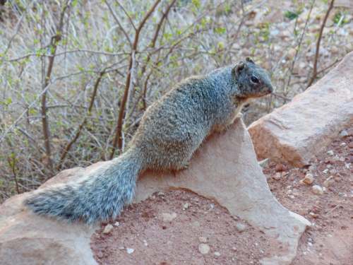 A gray squirrel perched on a rocky surface, surrounded by sparse vegetation.