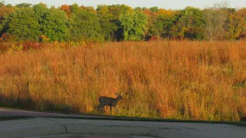 A deer stands in a field of tall grass, surrounded by trees with autumn foliage in the background.