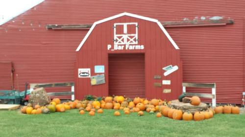 A red barn with "P Bar Farms" sign, surrounded by various pumpkins on the ground. Green grass in front.
