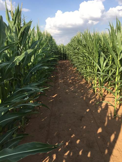 A narrow path between tall corn plants under a blue sky with fluffy clouds.