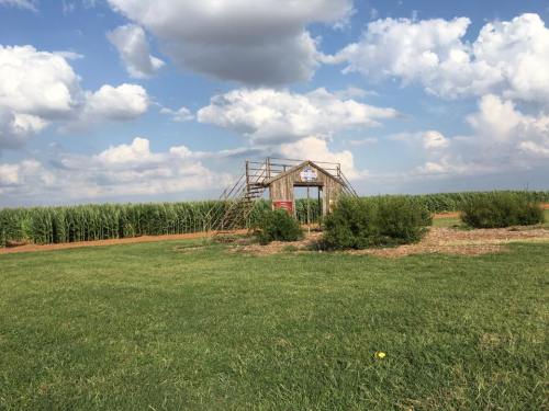 A wooden structure stands in a grassy field, surrounded by tall corn plants under a partly cloudy sky.