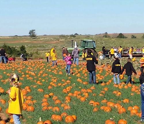 Children and adults in yellow shirts walking through a pumpkin patch on a sunny day, surrounded by pumpkins.