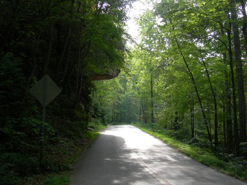 A serene, tree-lined road winding through a lush green forest under soft sunlight.