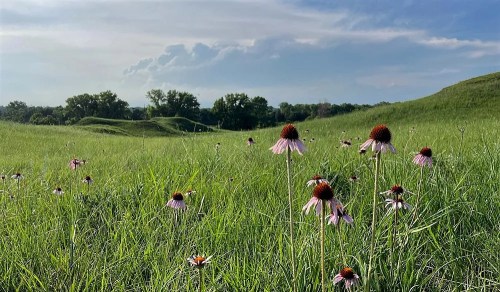 A field of purple coneflowers blooms amidst tall green grass under a blue sky with distant clouds.