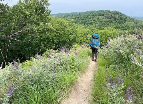 A hiker with a backpack walks along a narrow trail surrounded by lush greenery and wildflowers.