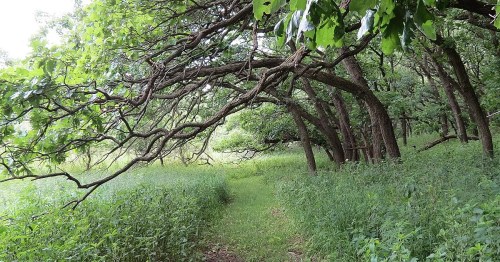 A winding path through a lush green forest with overhanging branches and dense foliage on either side.