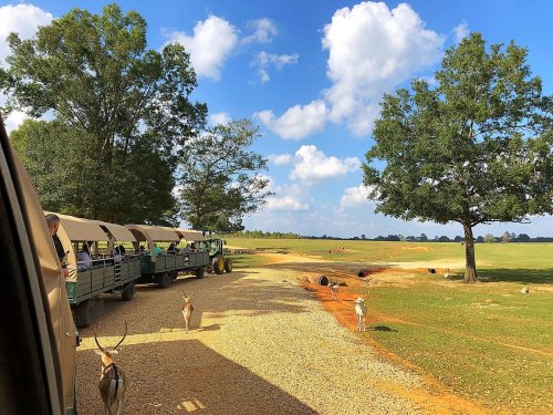 A safari vehicle parked on a gravel path, with antelope nearby and a scenic landscape of trees and blue skies.