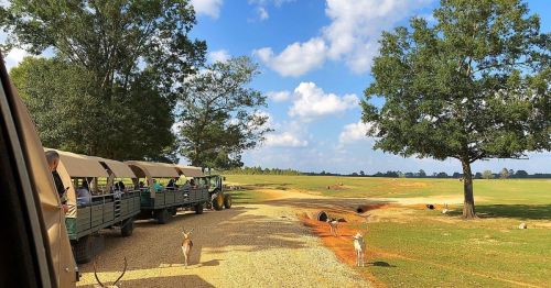 Safari vehicles parked on a dirt path with antelope nearby, surrounded by trees and a blue sky with clouds.
